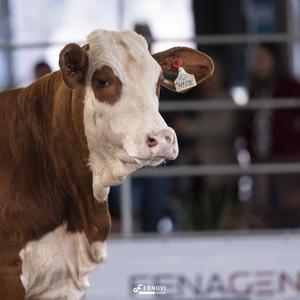 Foto de SARA SONHO E REALIDADE 38-FIV214