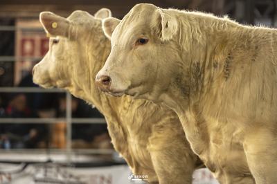Charolês