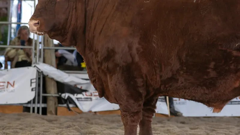 Raça Devon participa da 3ª Fenagen com animais do RS e SC