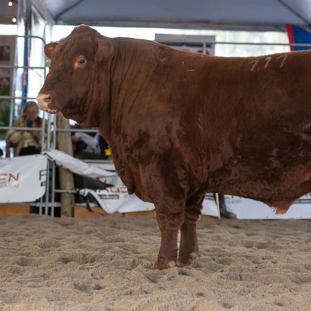 Raça Devon participa da 3ª Fenagen com animais do RS e SC