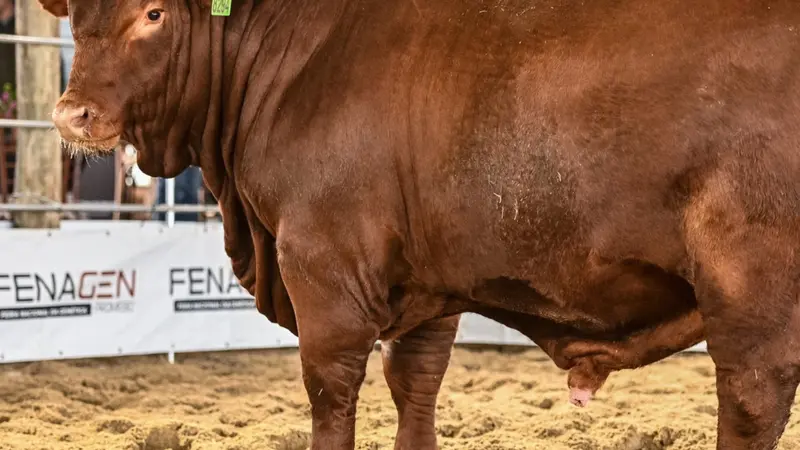 Touros participantes da Fenagen atraem olhares de centrais de inseminação do país