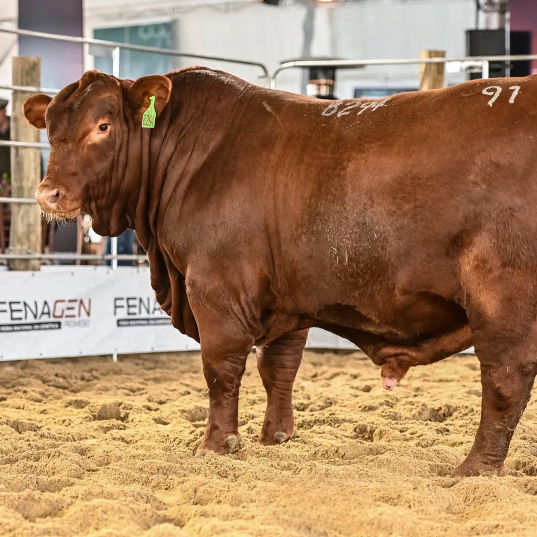 Touros participantes da Fenagen atraem olhares de centrais de inseminação do país