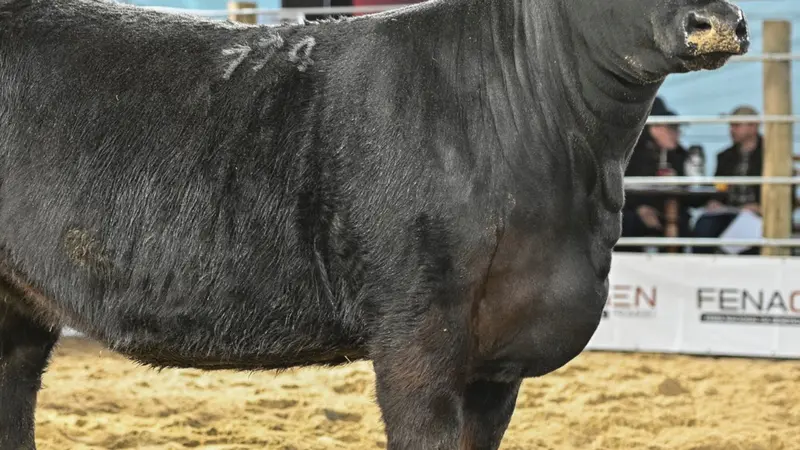 Angus e Ultrablack revelam grandes campeões no segundo dia da 3ª Fenagen