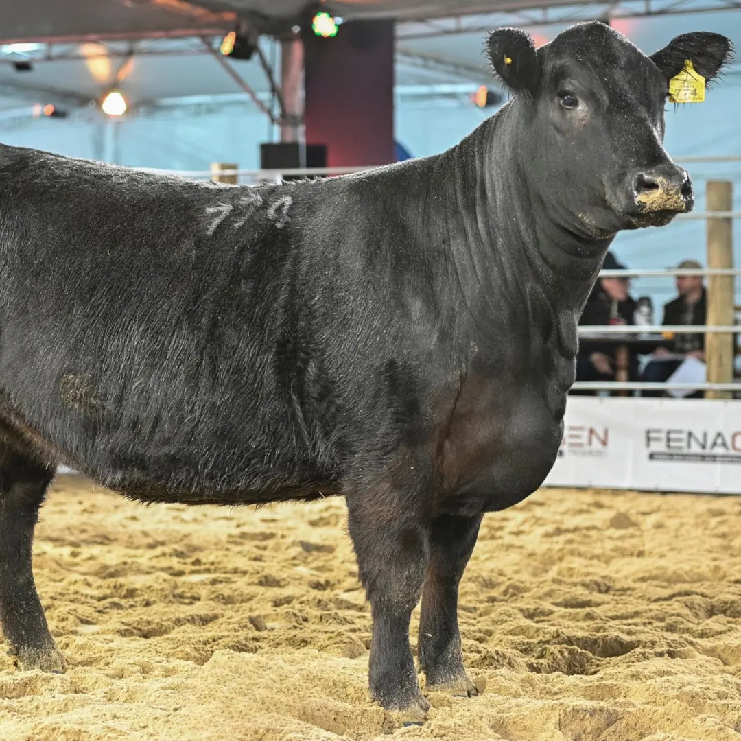 Angus e Ultrablack revelam grandes campeões no segundo dia da 3ª Fenagen