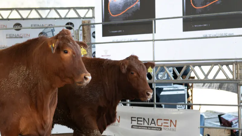 Produção de terneiros ganha destaque no Fórum Promebo na Prática durante a Fenagen