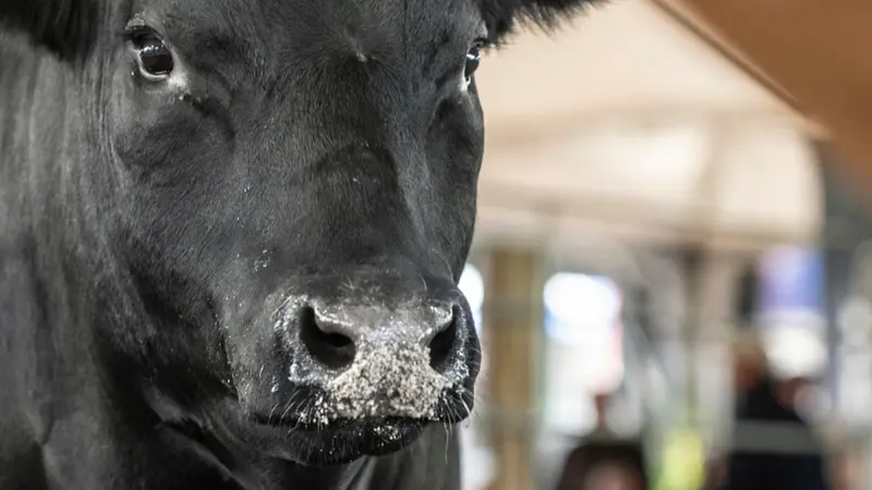 Arena dos Campeões aproxima público das técnicas de seleção animal durante a Fenagen
