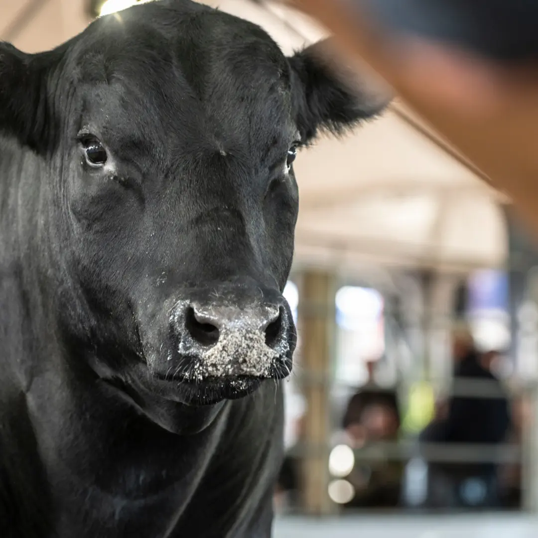 Arena dos Campeões aproxima público das técnicas de seleção animal durante a Fenagen