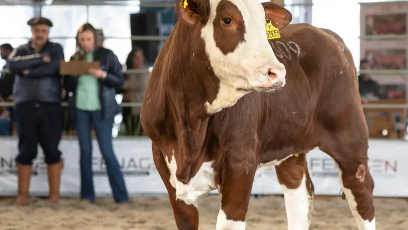 Jurados destacam que Fenagen aproxima seleção genética da realidade produtiva