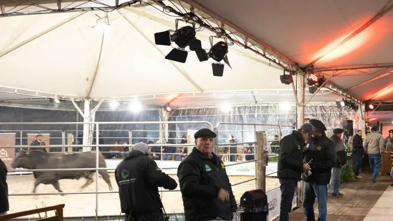 Leilão Genética Comprovada amplia oferta e reúne fêmeas de alto padrão na Fenagen
