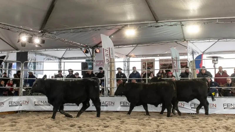 Fenagen bate recorde de animais inscritos e amplia número de expositores