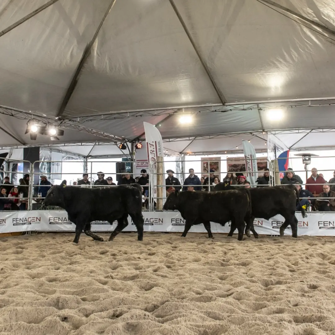 Fenagen bate recorde de animais inscritos e amplia número de expositores
