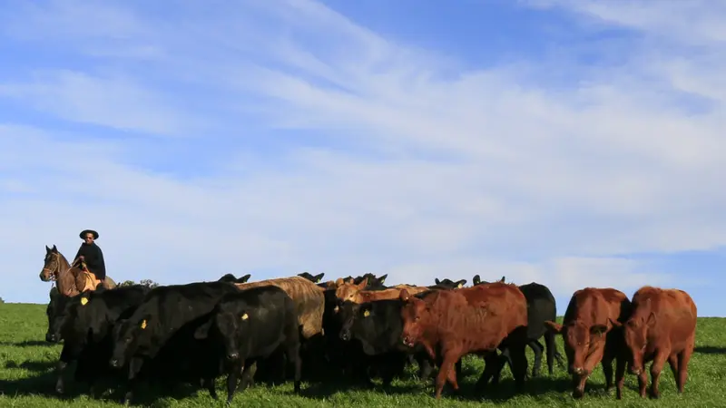 Embrapa realiza evento “Desafios da pecuária gaúcha: das prioridades do campo às respostas da pesquisa”