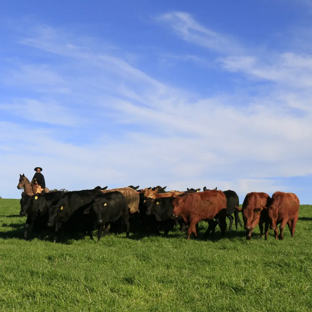 Embrapa realiza evento “Desafios da pecuária gaúcha: das prioridades do campo às respostas da pesquisa”