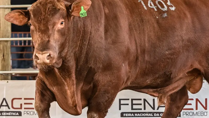 Brangus reúne exemplares de padrão genético em julgamento na Fenagen