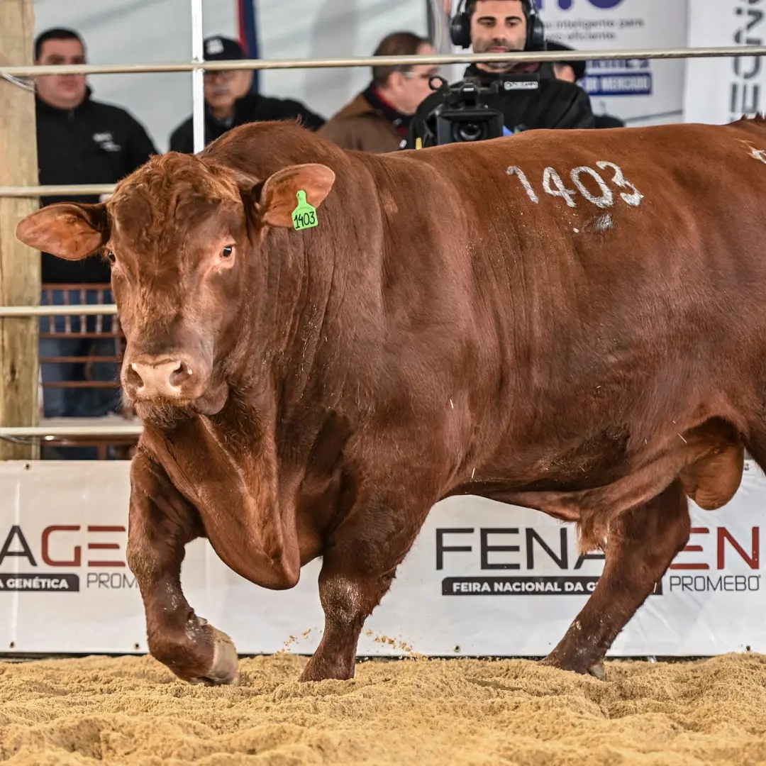 Brangus reúne exemplares de padrão genético em julgamento na Fenagen