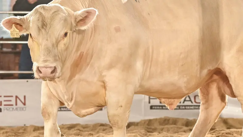 Charolês destaca genética e consagra Grandes Campeões na Fenagen