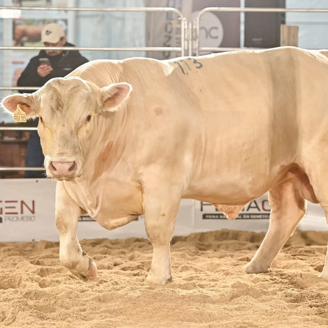 Charolês destaca genética e consagra Grandes Campeões na Fenagen