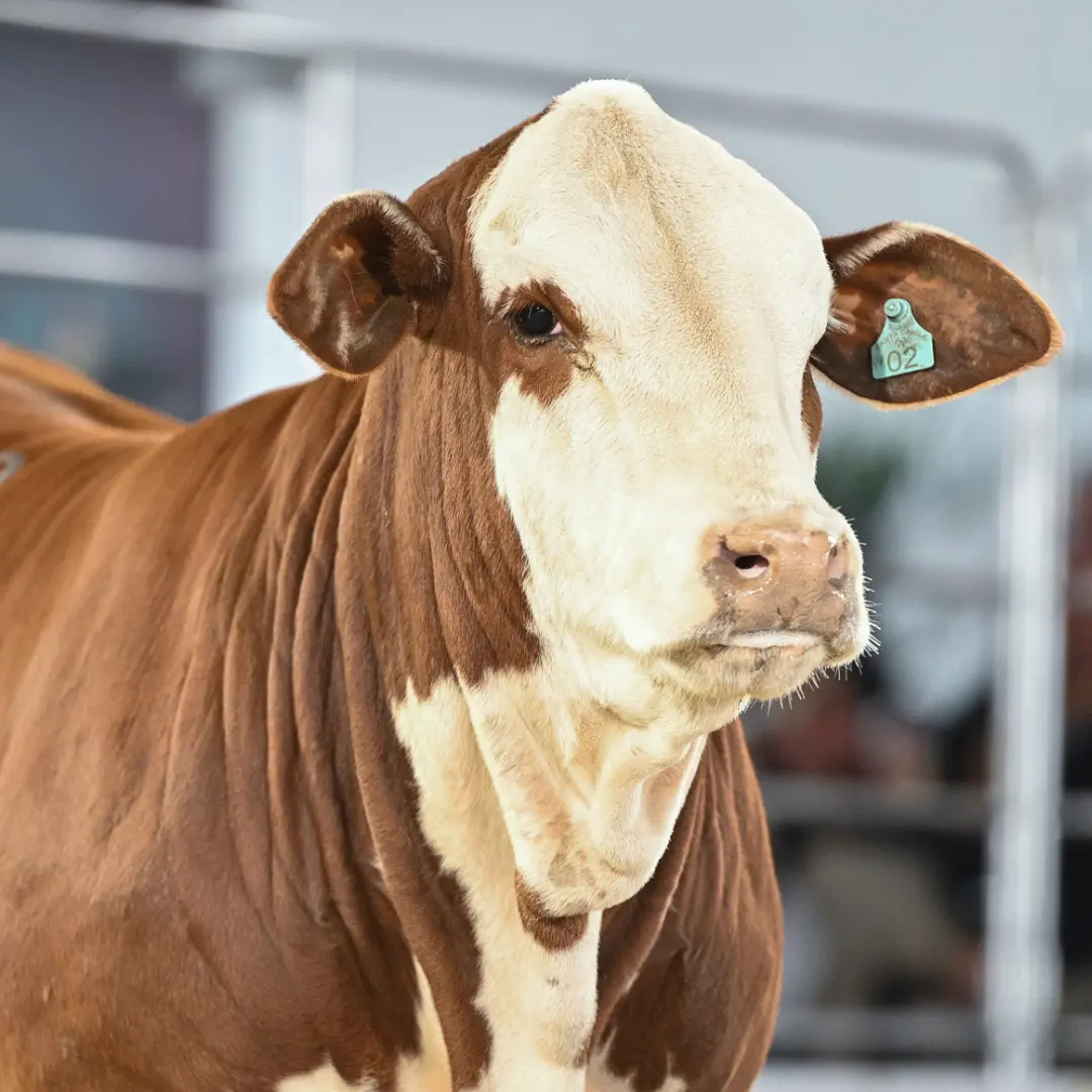 Cabanha Bortolozzo domina julgamento Hereford na Fenagen com quatro Grandes Campeonatos