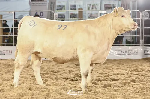 Foto de ESTRELA FIV97 PELO BRANCO #