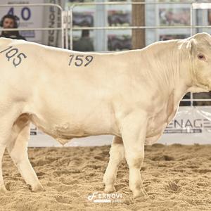 Foto de BATOVI FIV159 FIDALGO #