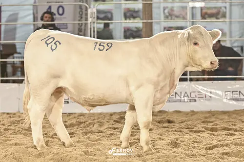 Foto de BATOVI FIV159 FIDALGO #