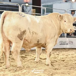 Foto de ESCOMBRO TE90 PELO BRANCO #