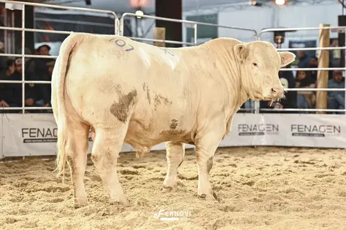 Foto de ESCOMBRO TE90 PELO BRANCO #