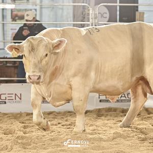 Foto de BATOVI FIV113 EL MAGO #