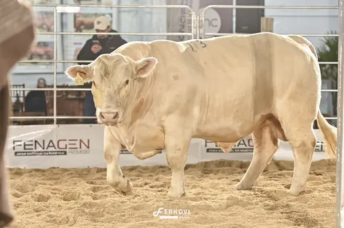 Foto de BATOVI FIV113 EL MAGO #