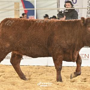 Foto de ELITE 824 DE SANTA LÚCIA