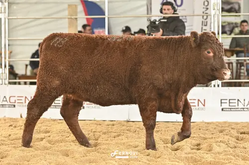 Foto de ELITE 824 DE SANTA LÚCIA