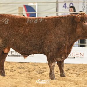 Foto de THOR BARON 3087 DE SANTA LÚCIA