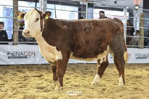 Foto de SONHO E REALIDADE FIV341 NOLI