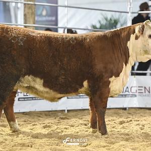 Foto de BORTOLOZZO FIV198 DINAMITE GAIETY22 8Y