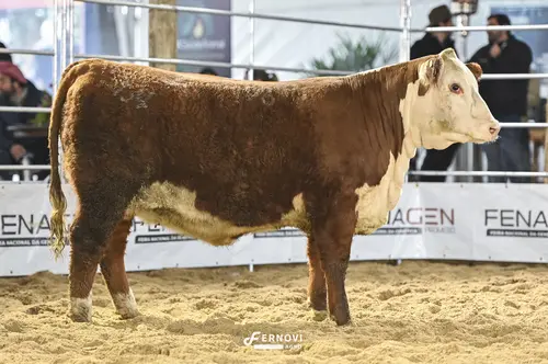 Foto de BORTOLOZZO FIV198 DINAMITE GAIETY22 8Y
