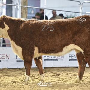 Foto de BORTOLOZZO FIV138 CANDIDATA FLOWER BLUE