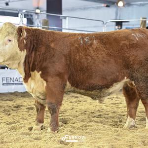 Foto de BORTOLOZZO FIV181 DÓLAR GINGER24 BPRINT