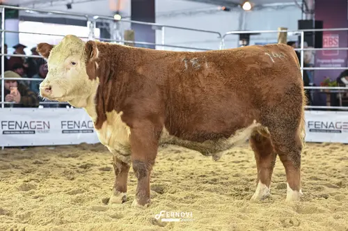 Foto de BORTOLOZZO FIV181 DÓLAR GINGER24 BPRINT