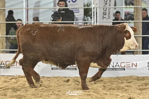Foto de SÃO PEDRO OBERA 38-J74