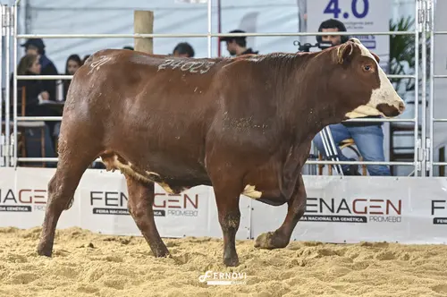 Foto de SERENO 38-24023