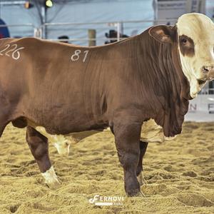 Foto de CAMILA 38-FIVC81 CANARIO