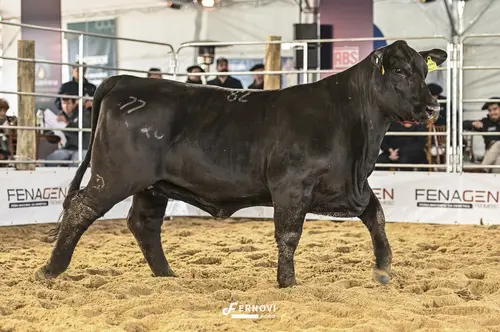 Foto de CINDI SONHO E REALIDADE FIV82