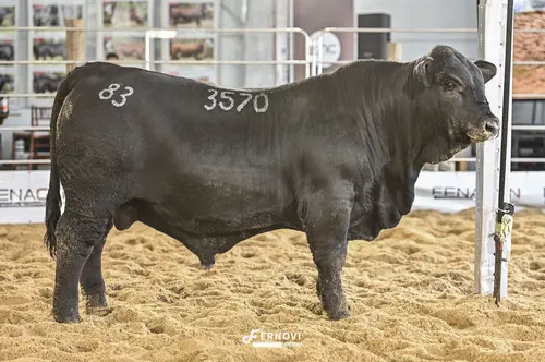 Foto de DA ROCHA FIV3570