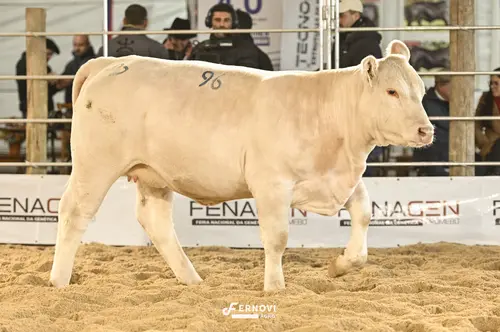 Foto de BATOVI FIV96 FROZEN #