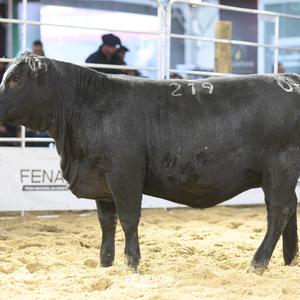 Foto de BORTOLOZZO FIV219 DERBY 398 CHARLO