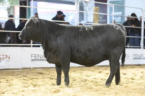 Foto de BORTOLOZZO FIV219 DERBY 398 CHARLO