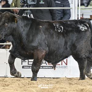 Foto de DARO SONHO E REALIDADE FIV157