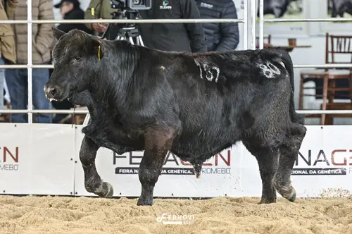 Foto de DARO SONHO E REALIDADE FIV157