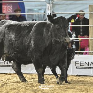 Foto de OURO PRETO 1310 COWBOY UP RENOWN
