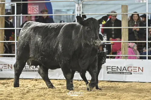Foto de OURO PRETO 1310 COWBOY UP RENOWN